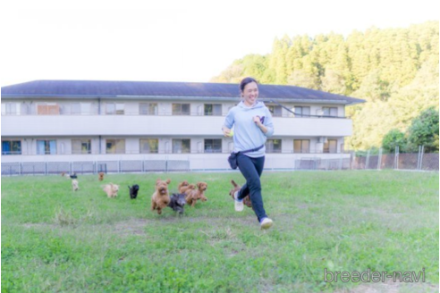 成約済の千葉県のミックス犬-225139の5枚目